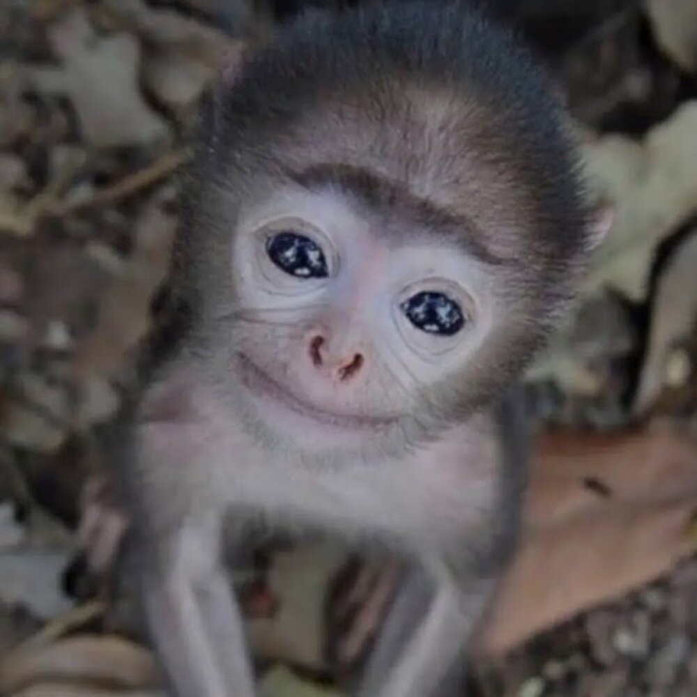 Meet your Posher, Psylocke